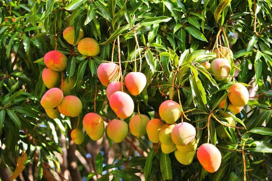 Mango & Jackfruit Mela 2026